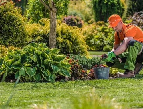 Tips for Choosing a Landscaper in Madera