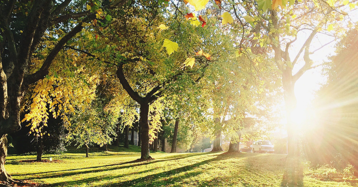 What are the Worst Trees to Plant if You Have Allergies? beautiful trees planted in park-like setting with grass under their canopies and sun shining through the leaves