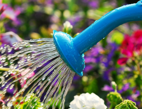 What is the Most Fragrant Flower? A Guide for Homeowners in Clovis and Fresno, California